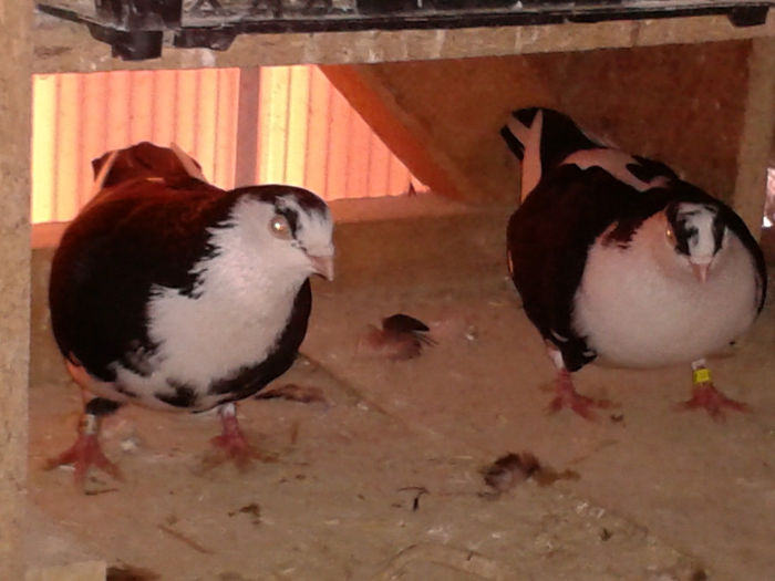 pereche pe negru 5,fem de vanzare,e acea din dreapta