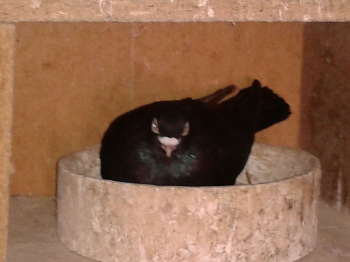 pereche corbi 2 fem; origine:Gabriel Botezatu
