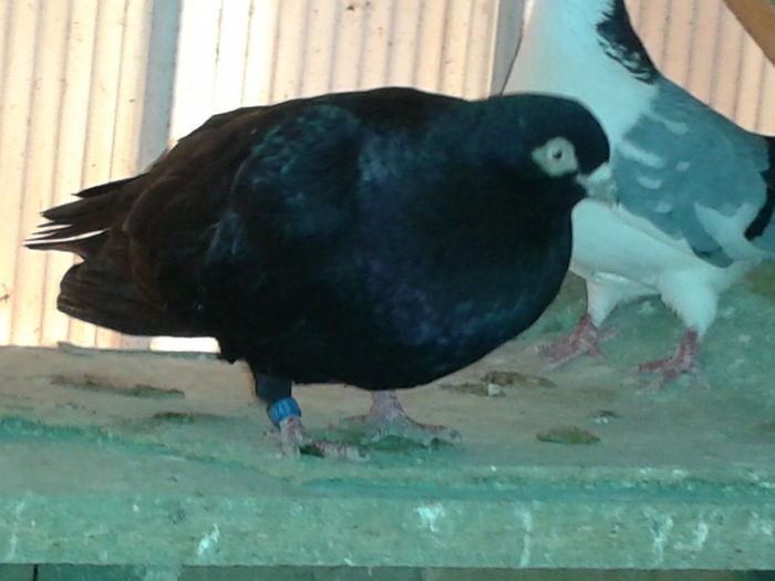 pereche corbi 2 masc; origine:Gabriel Botezatu
