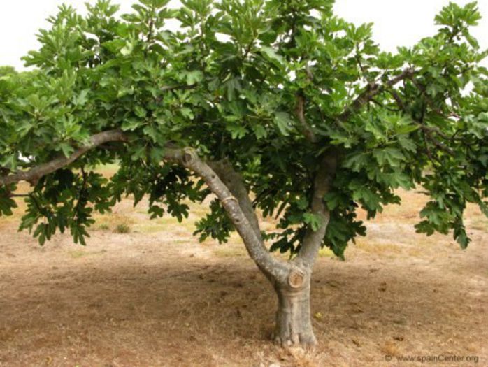 Smochin; (Ficus carica)a fost descoperit in Asia,in orase lul Carica
