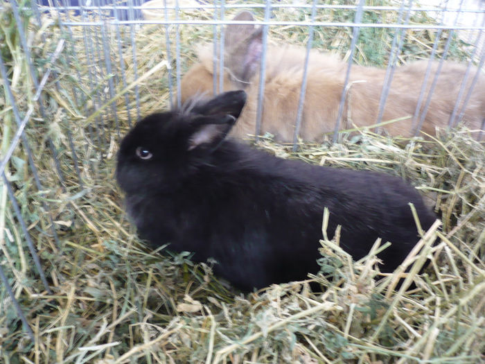 P1060114 - Expozitie GHERLA 2014