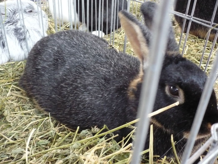 P1060118 - Expozitie GHERLA 2014