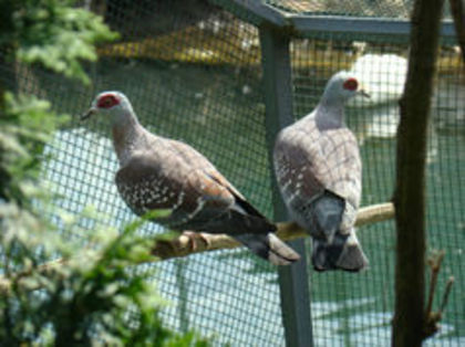 GUINEEA - PORUMBEI SALBATICI