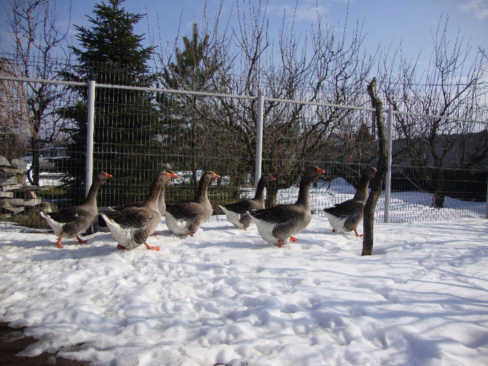 DSC03783 - AnimaleSiPasari2014