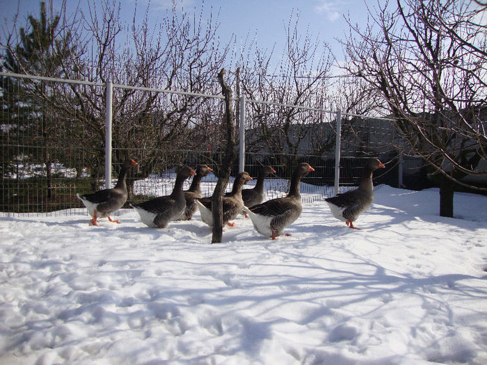 DSC03784 - AnimaleSiPasari2014