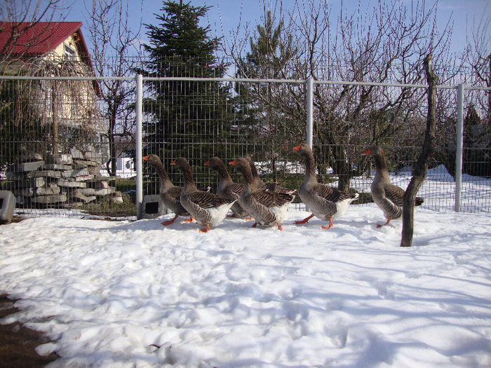 DSC03785 - AnimaleSiPasari2014