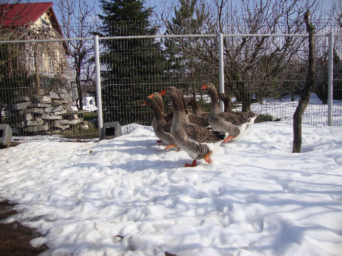 DSC03789 - AnimaleSiPasari2014