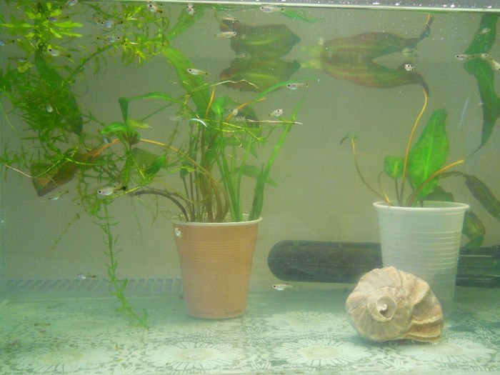 pui guppy 30 zile - c acvaristica