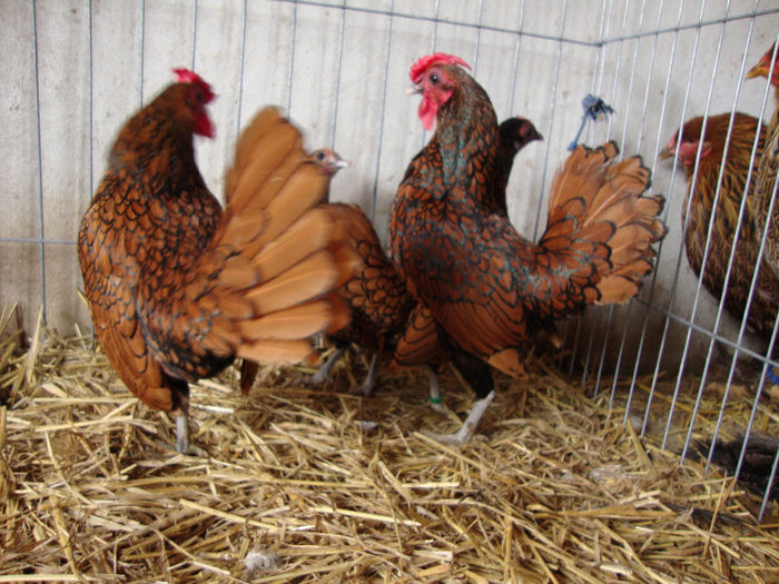 DSC03816 - AnimaleSiPasari2014