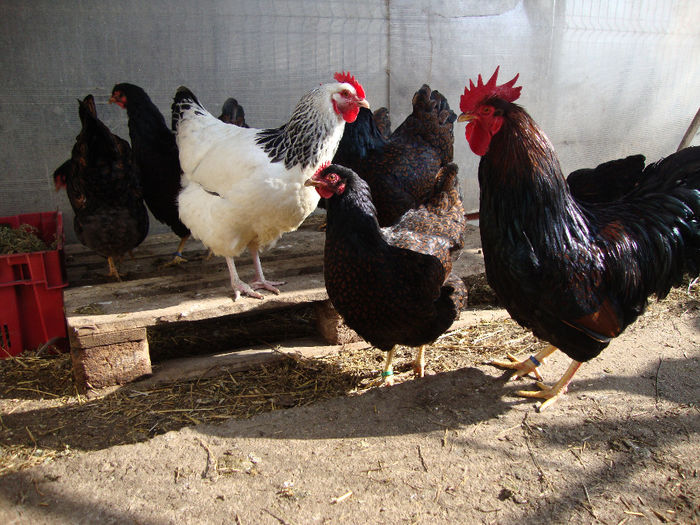 DSC03818 - AnimaleSiPasari2014