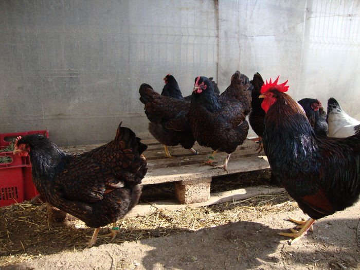 DSC03819 - AnimaleSiPasari2014