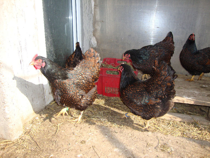 DSC03820 - AnimaleSiPasari2014