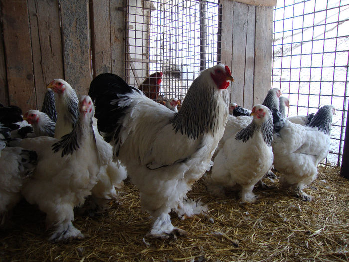 DSC03825 - AnimaleSiPasari2014