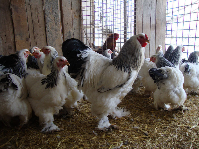 DSC03827 - AnimaleSiPasari2014