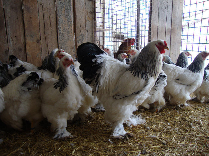 DSC03828 - AnimaleSiPasari2014