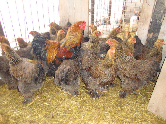 DSC03833 - AnimaleSiPasari2014