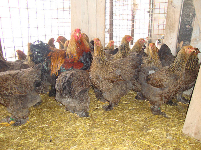 DSC03834 - AnimaleSiPasari2014