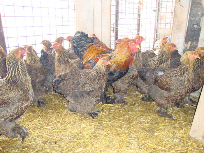 DSC03835 - AnimaleSiPasari2014