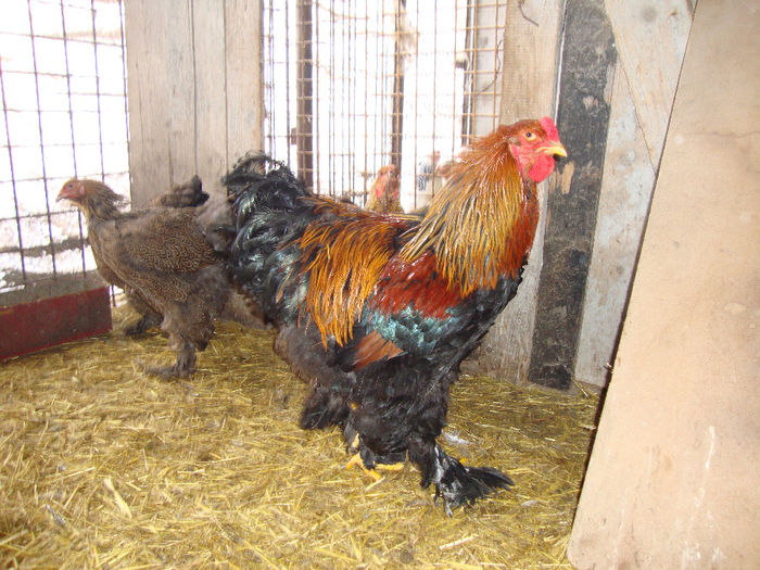 DSC03838 - AnimaleSiPasari2014