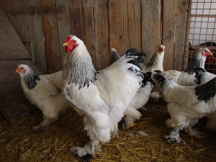 DSC03840 - AnimaleSiPasari2014