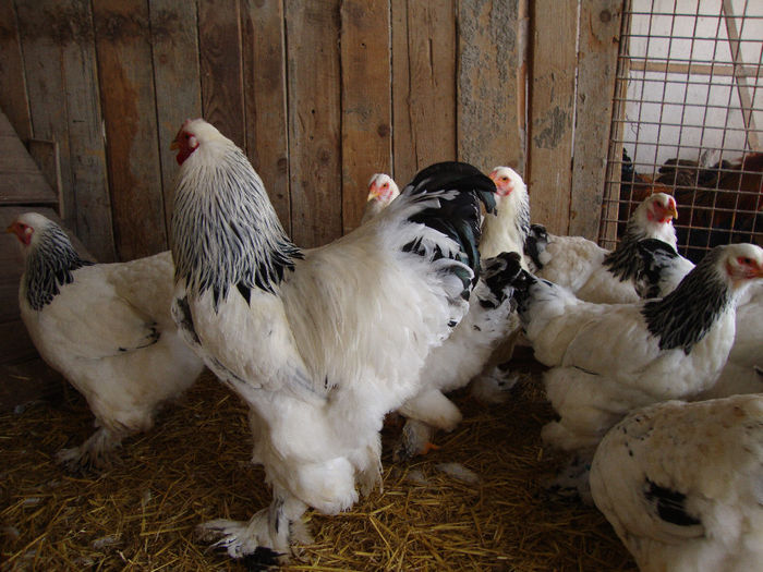 DSC03841 - AnimaleSiPasari2014