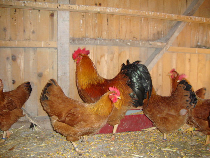 DSC03844 - AnimaleSiPasari2014