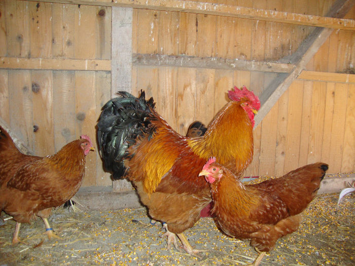 DSC03845 - AnimaleSiPasari2014