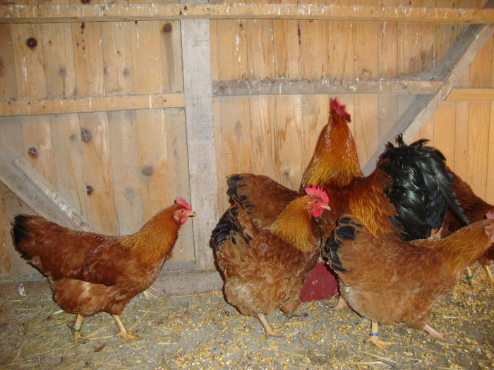 DSC03846 - AnimaleSiPasari2014