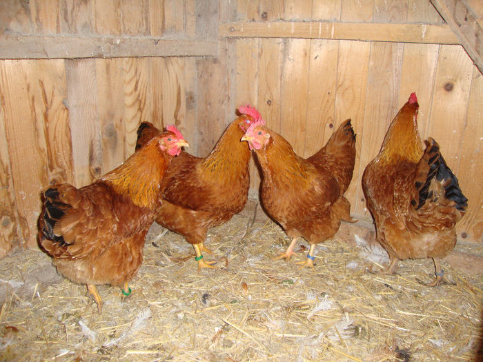 DSC03848 - AnimaleSiPasari2014