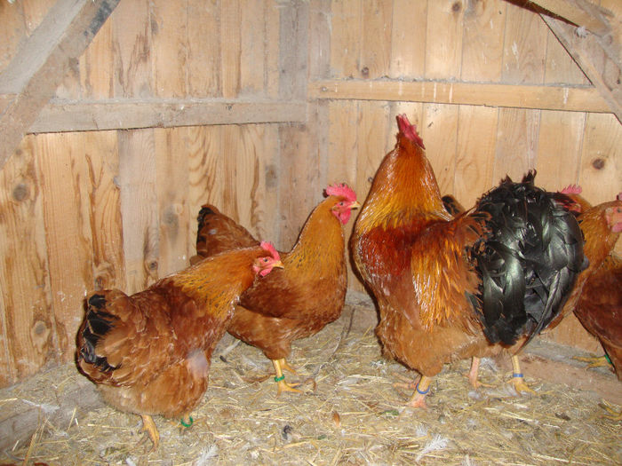 DSC03849 - AnimaleSiPasari2014