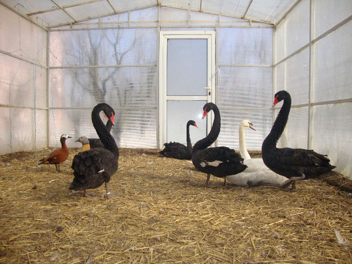 DSC03853 - AnimaleSiPasari2014