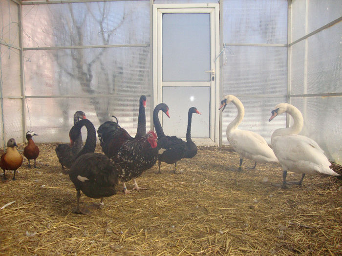 DSC03855 - AnimaleSiPasari2014