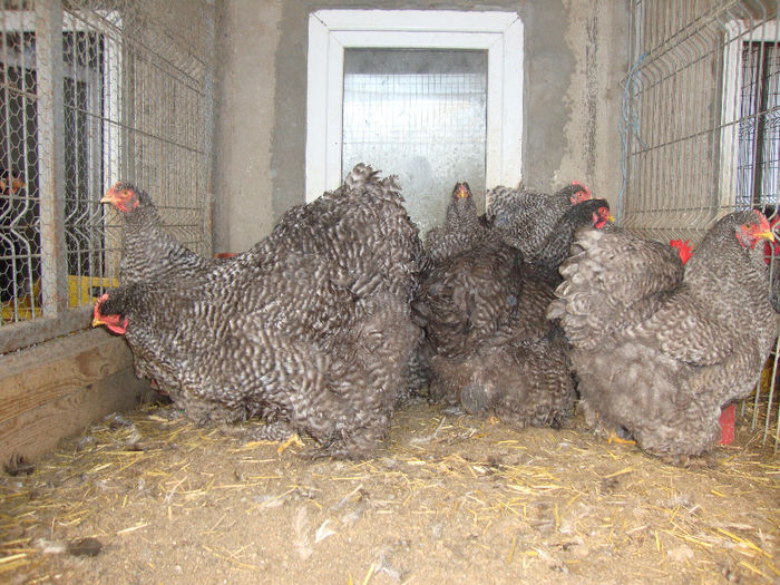 DSC03878 - AnimaleSiPasari2014