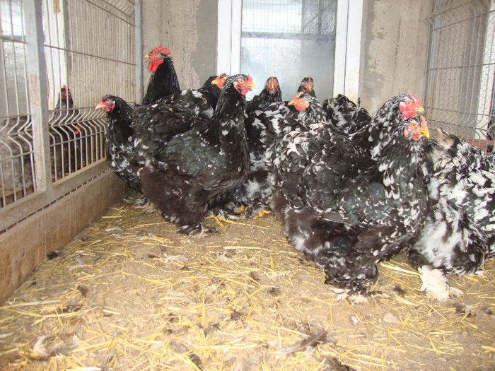 DSC03887 - AnimaleSiPasari2014