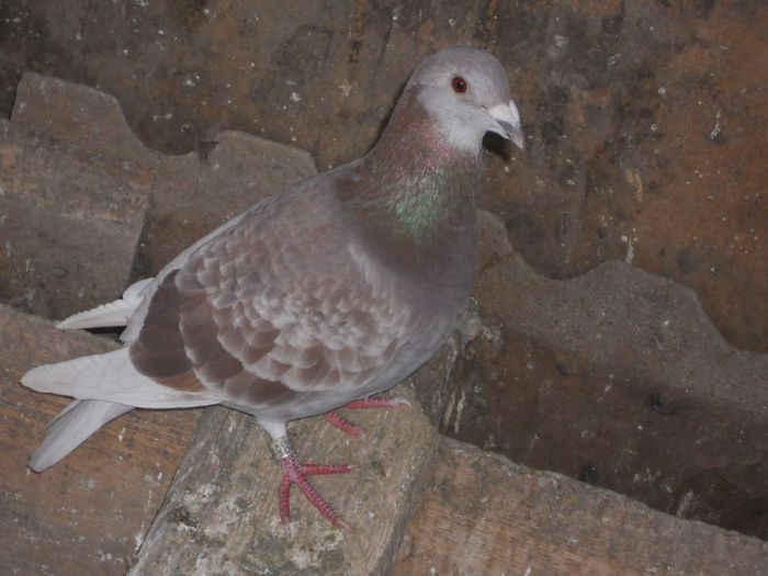 DSCN3267 - PORUMBEI BRICOUX 2015 DIN CRESCATORIA MEA