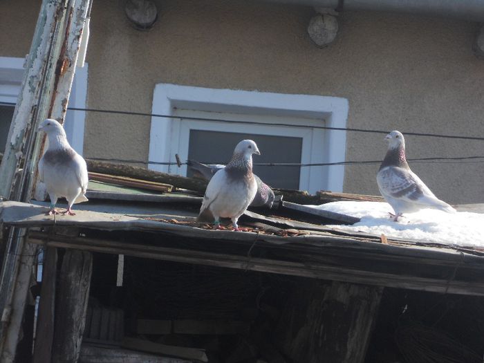 DSCN3330 - PORUMBEI BRICOUX 2015 DIN CRESCATORIA MEA