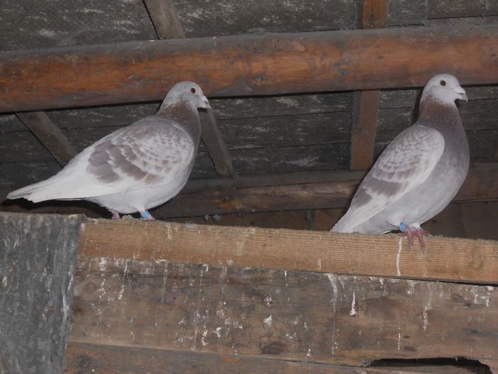 DSCN3372 - PORUMBEI BRICOUX 2015 DIN CRESCATORIA MEA