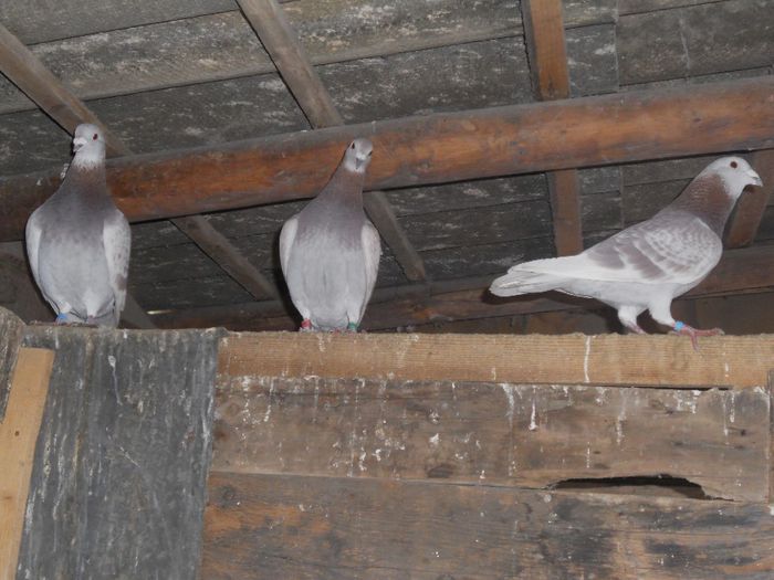 DSCN3374 - PORUMBEI BRICOUX 2015 DIN CRESCATORIA MEA