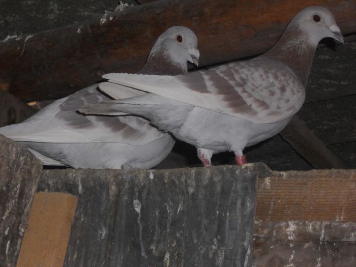 DSCN3383 - PORUMBEI BRICOUX 2015 DIN CRESCATORIA MEA