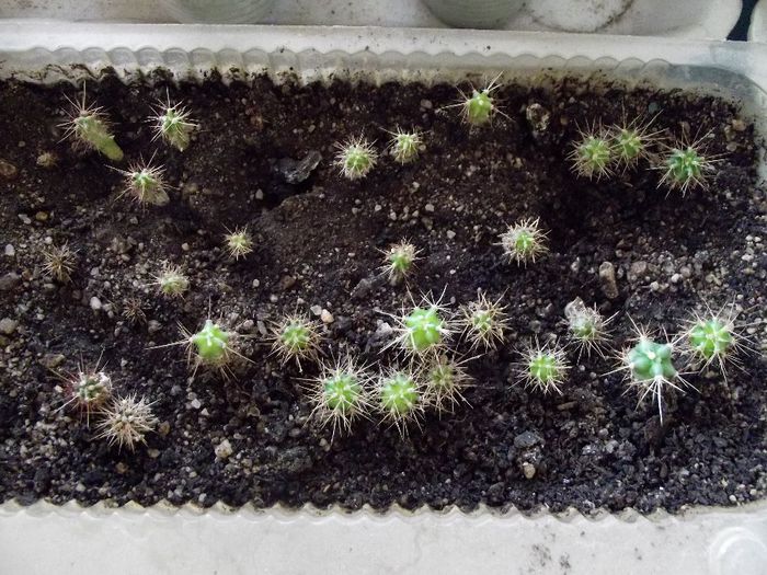 evolutie cactusi din seminte - cactusi din seminte