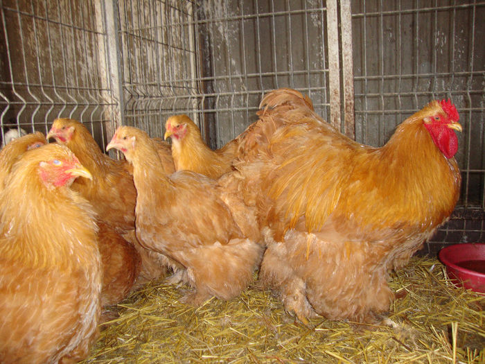 DSC03927 - AnimaleSiPasari2014