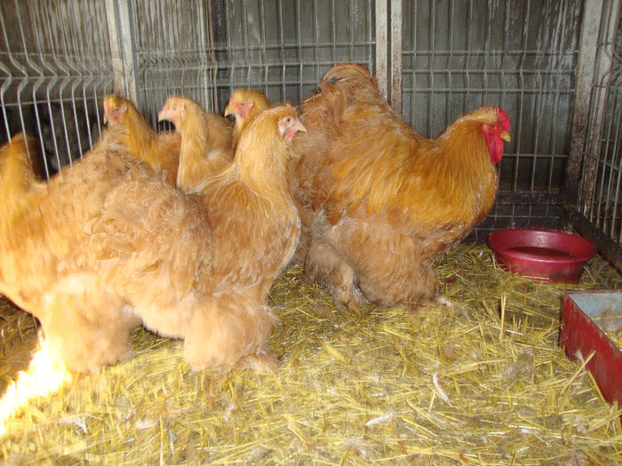 DSC03930 - AnimaleSiPasari2014