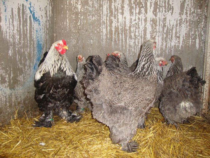 DSC03931 - AnimaleSiPasari2014