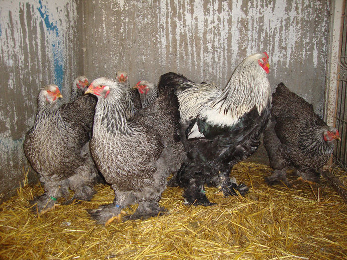 DSC03937 - AnimaleSiPasari2014