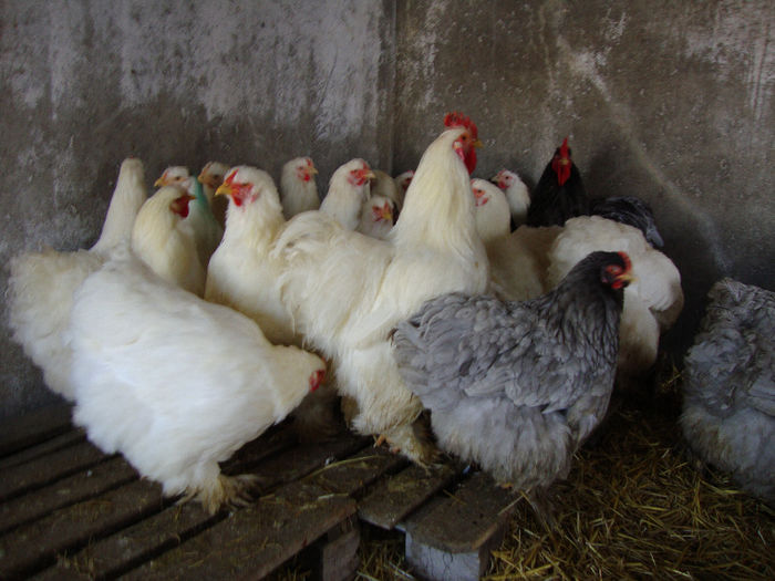 DSC03945 - AnimaleSiPasari2014