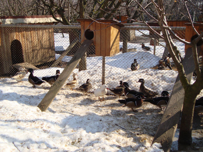 DSC03947 - AnimaleSiPasari2014