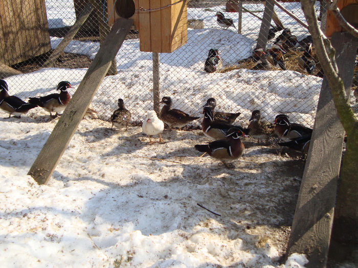 DSC03948 - AnimaleSiPasari2014