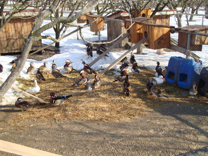 DSC03949 - AnimaleSiPasari2014