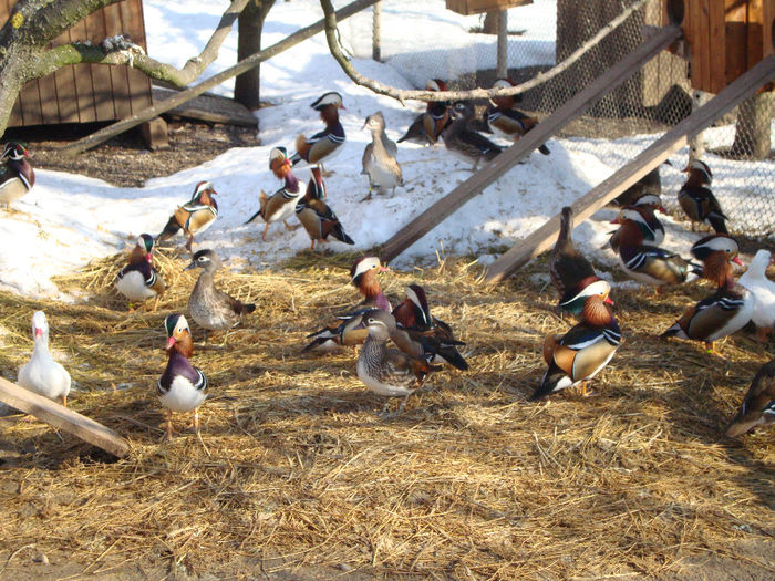 DSC03950 - AnimaleSiPasari2014