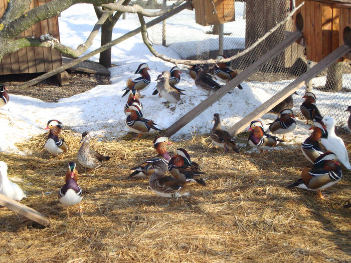 DSC03951 - AnimaleSiPasari2014